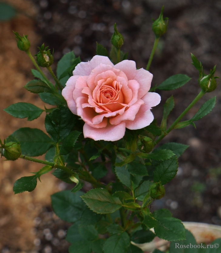 Peach Clementine 