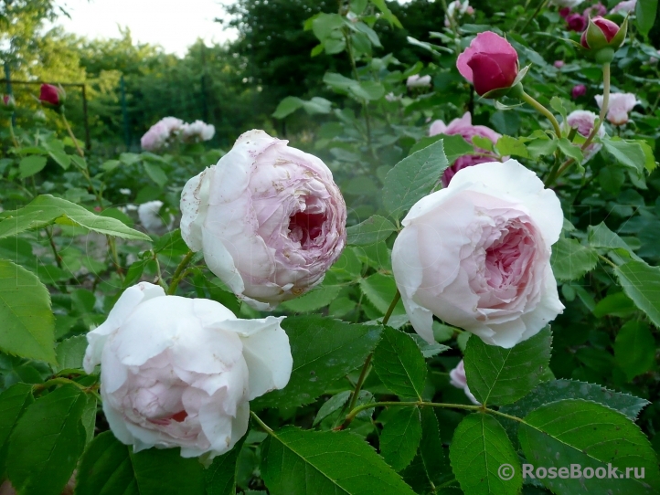 The Wedgwood Rose