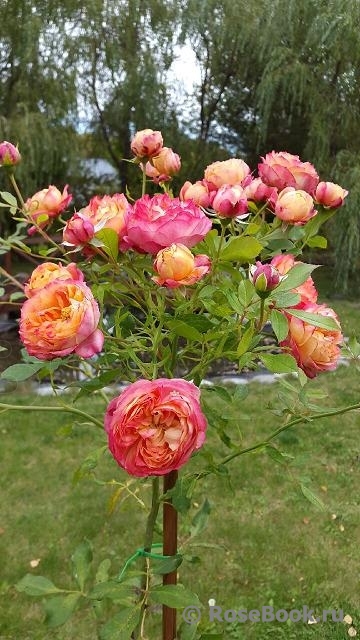 Baby Romantica (-)