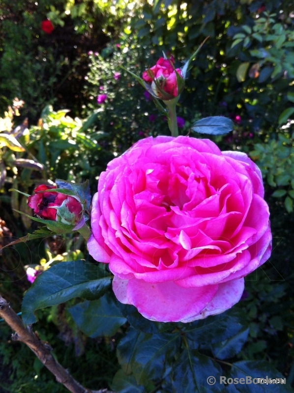 La Rose de Molinard ®