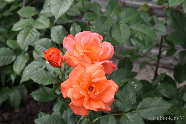 Westerland