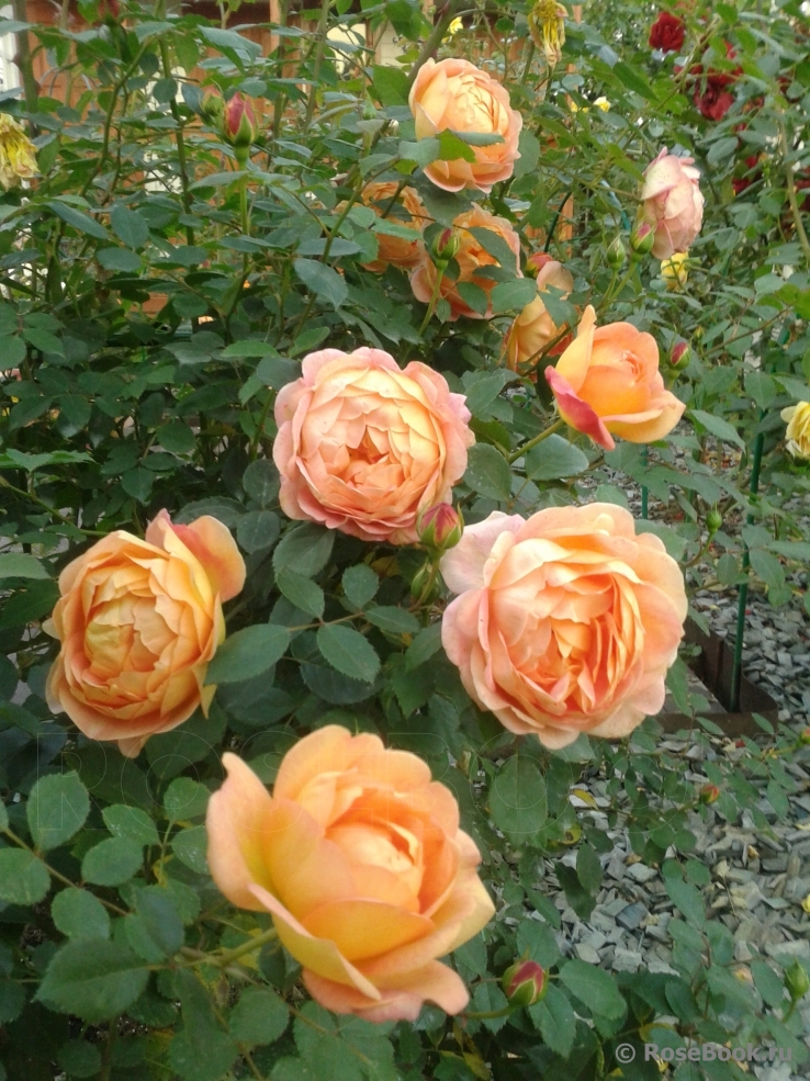 Lady of Shalott 