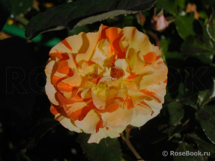 Oranges and Lemons 