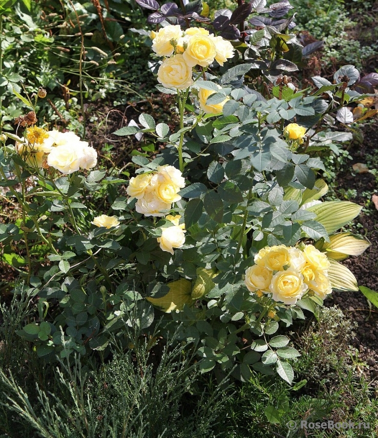 Golden Border