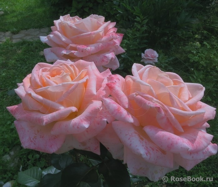 Bloom of Ruth
