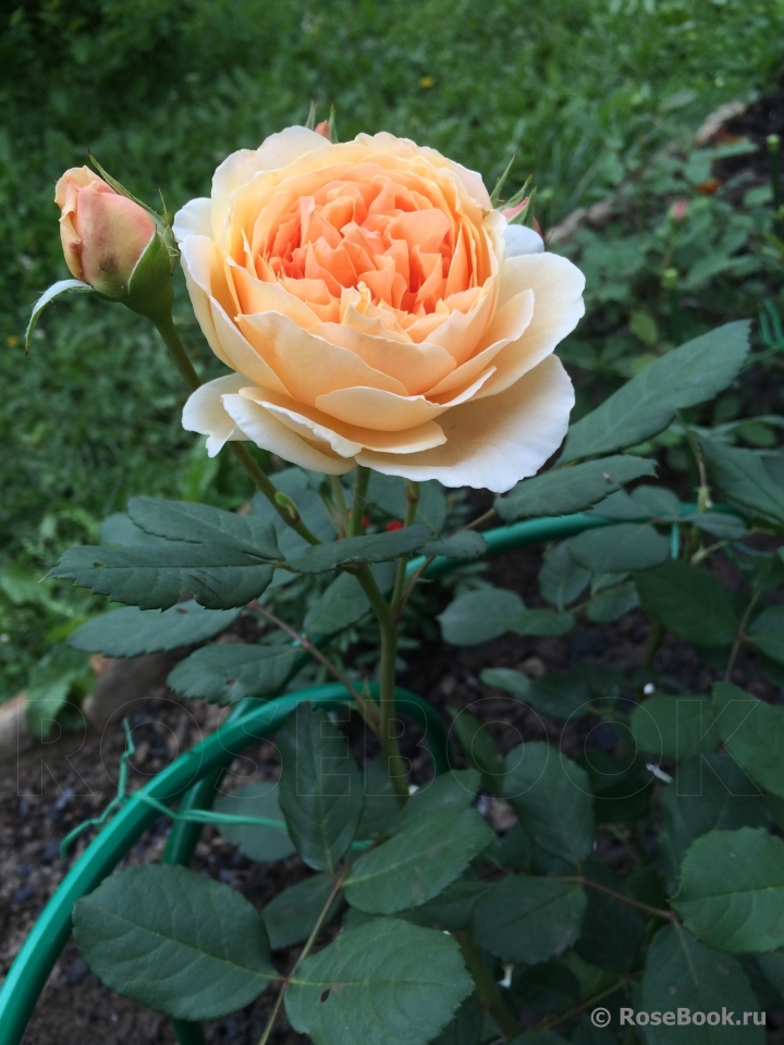 Crown Princess Margareta®