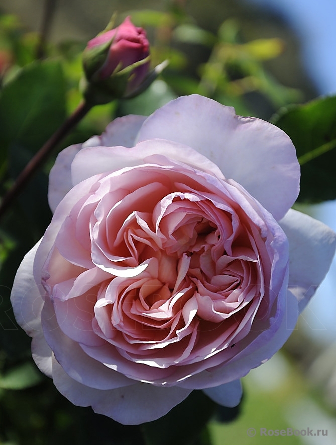 The Lady Gardener