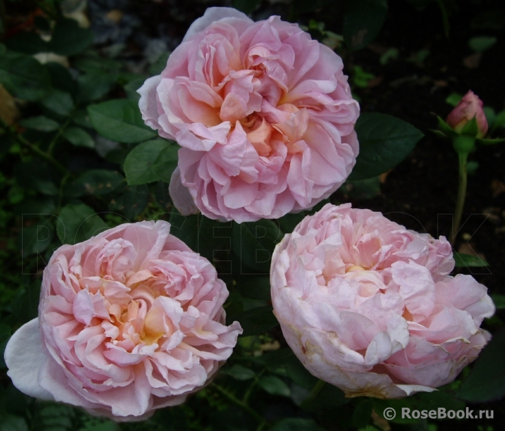 The Lady Gardener
