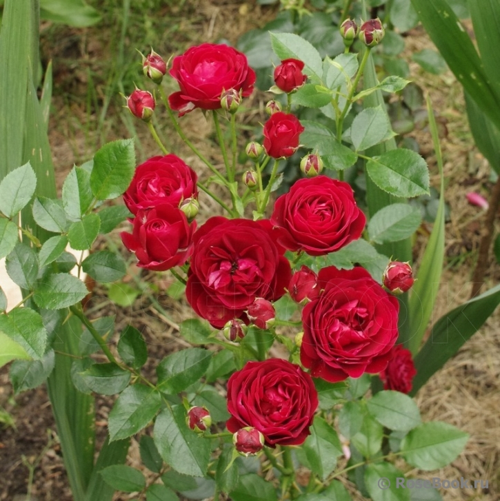 Coeurs de Vendee