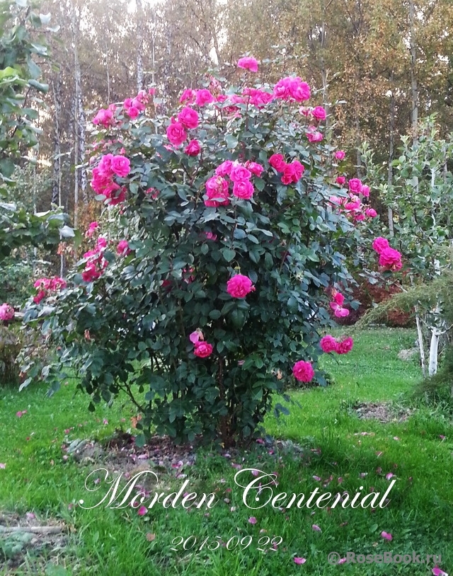 Morden Centennial
