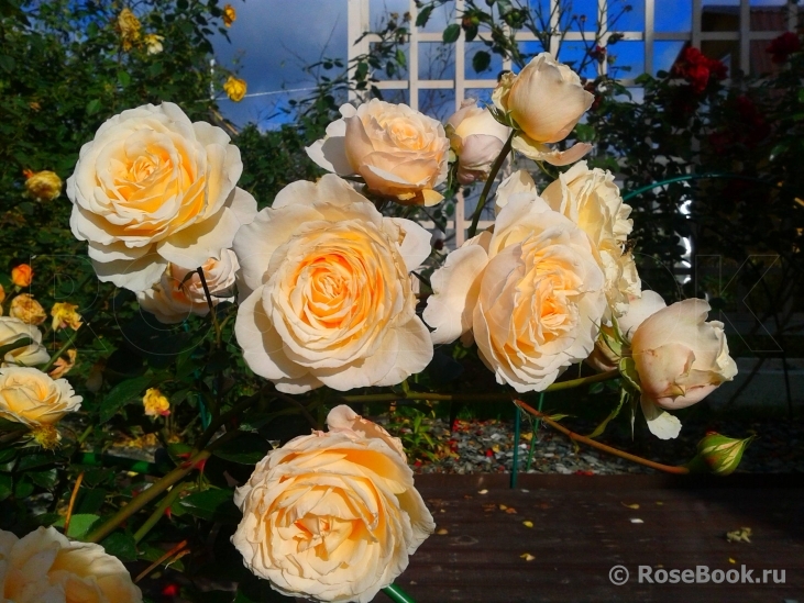 Cream Abundance 