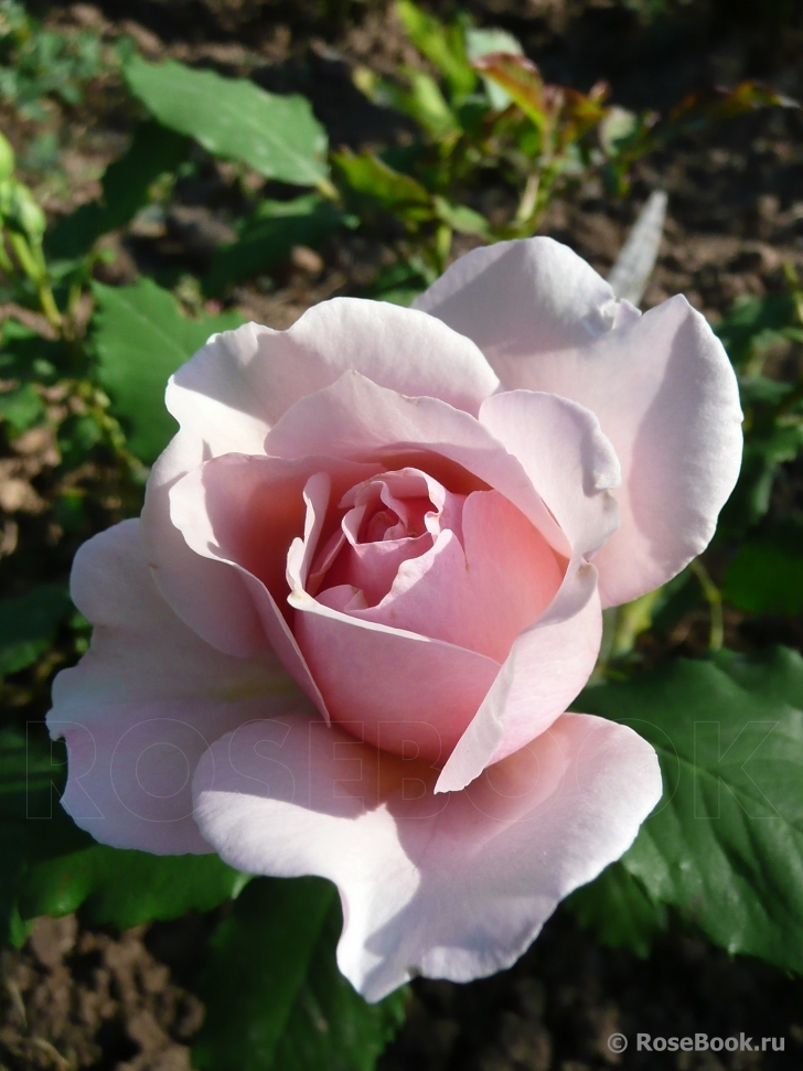 Louise de Marillac