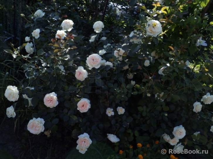 Mon Jardin et Ma Maison