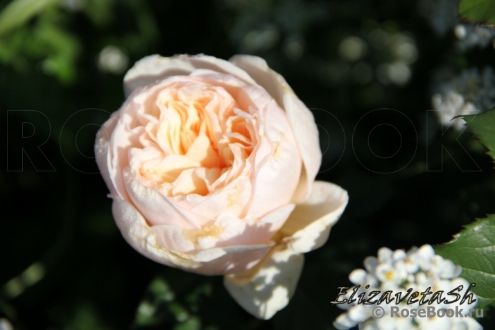 Alexandrine