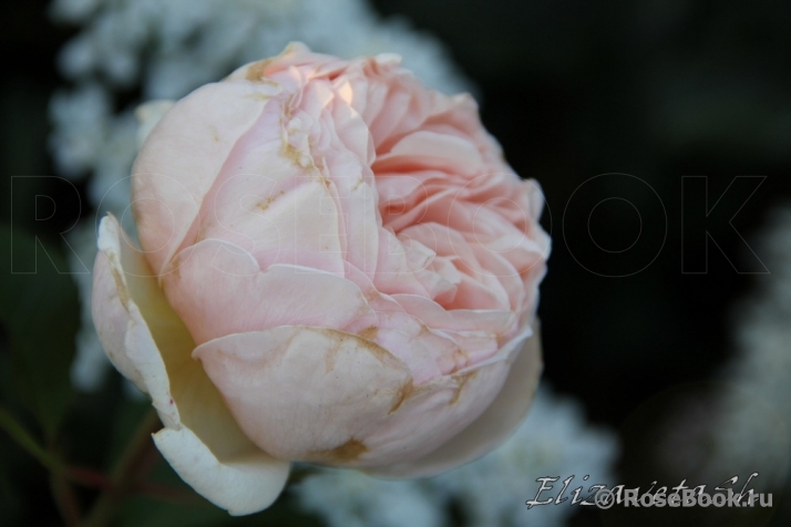 Alexandrine
