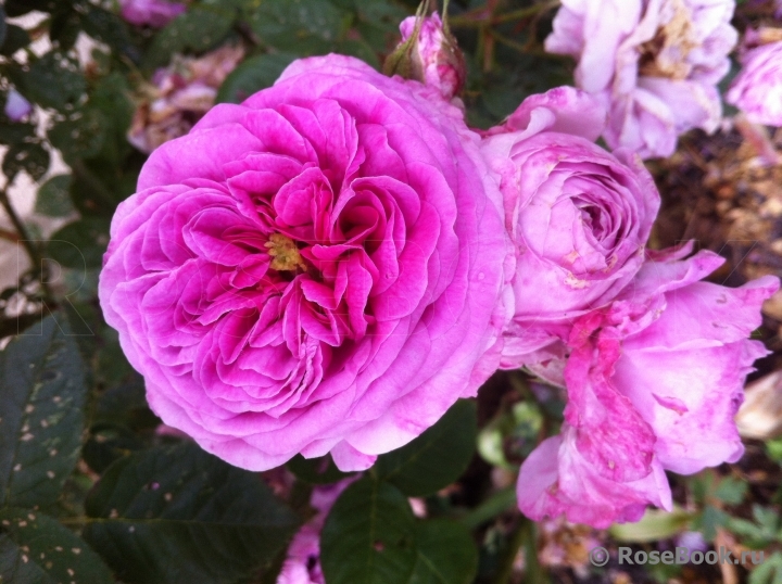 Rose de Montmeillant