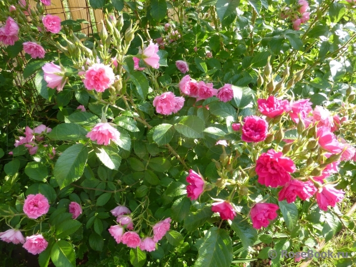 Pink Grootendorst