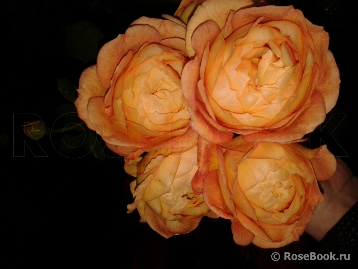 Lady of Shalott 