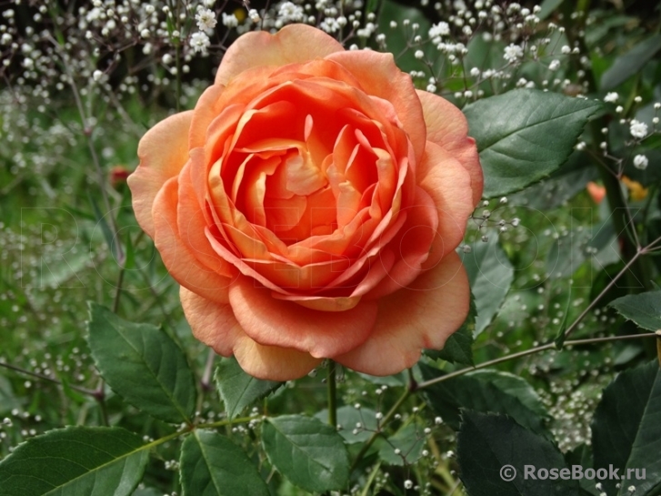 Lady of Shalott 