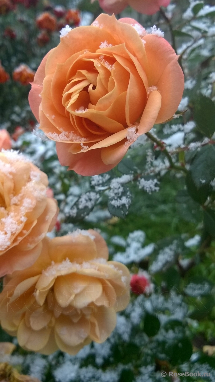 Apricot Clementine 