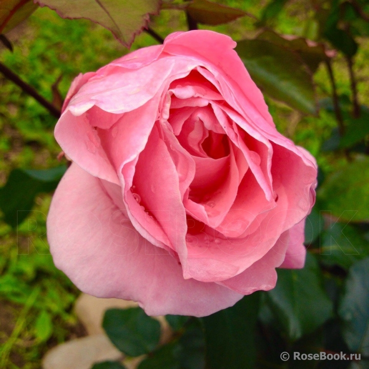 Queen Elizabeth 