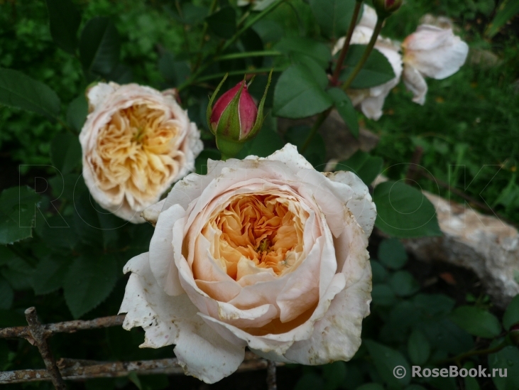 English Garden®