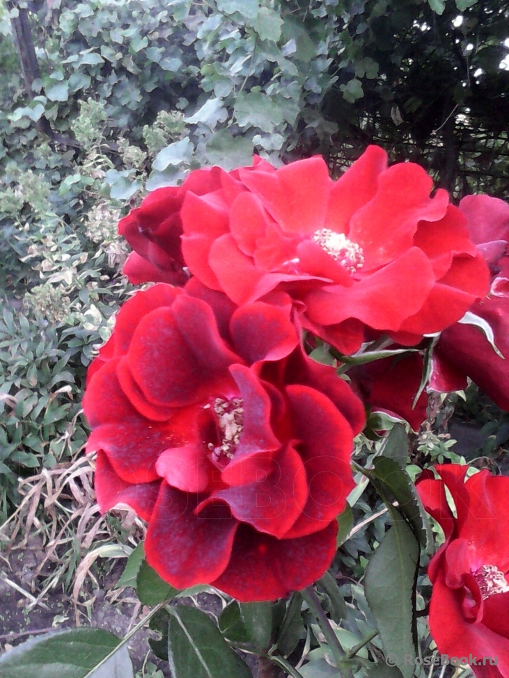 Roter Korsar 