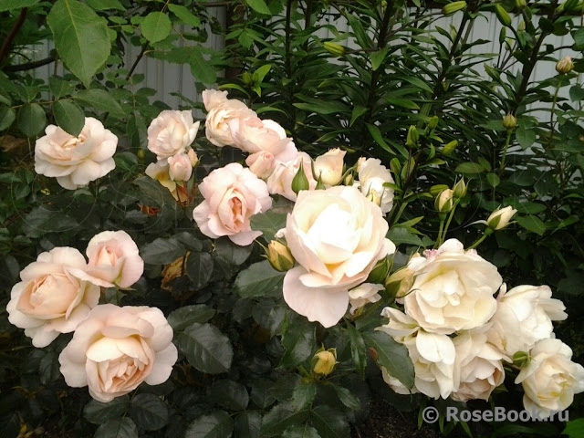 Marie Antoinette 