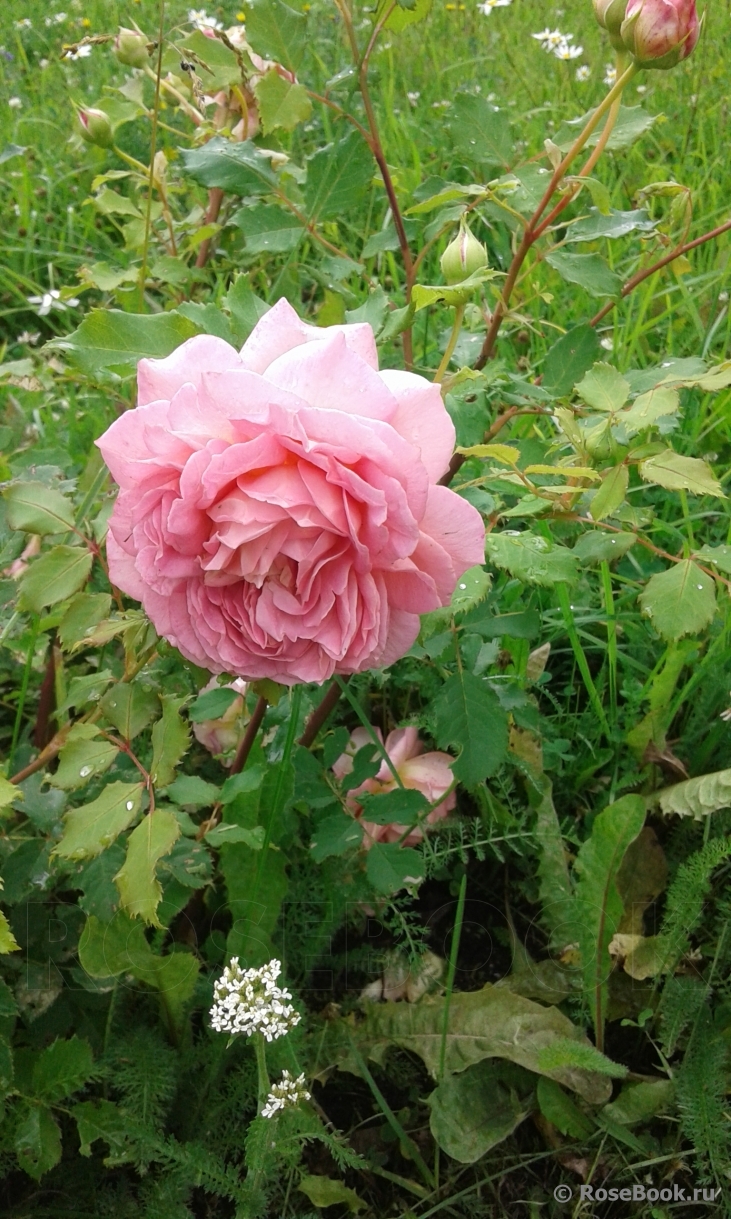 Abraham Darby