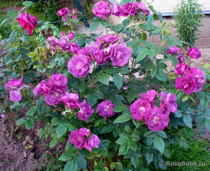 Rhapsody in Blue 