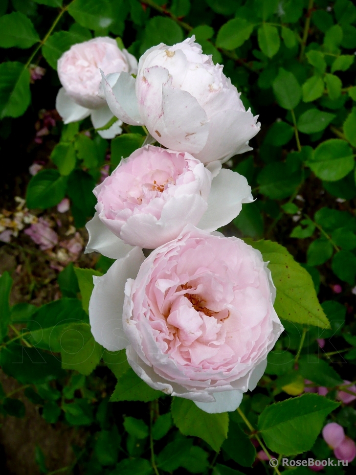 The Wedgwood Rose