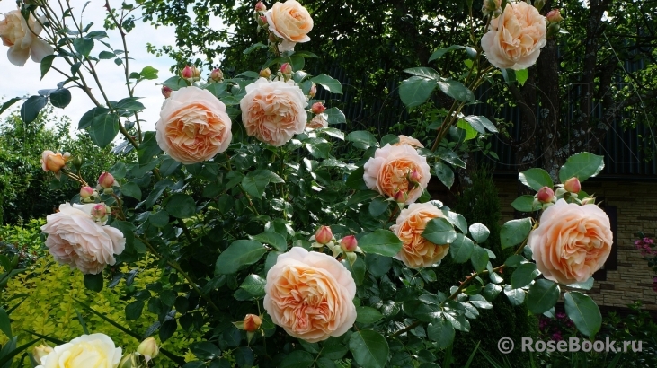 Sangerhauser Jubilaumsrose