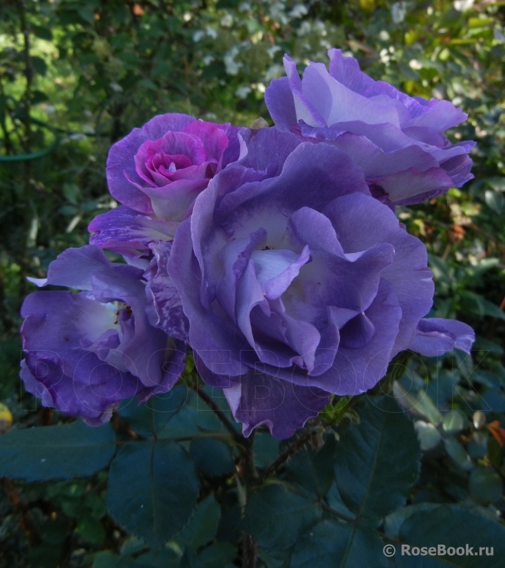 Blue for You