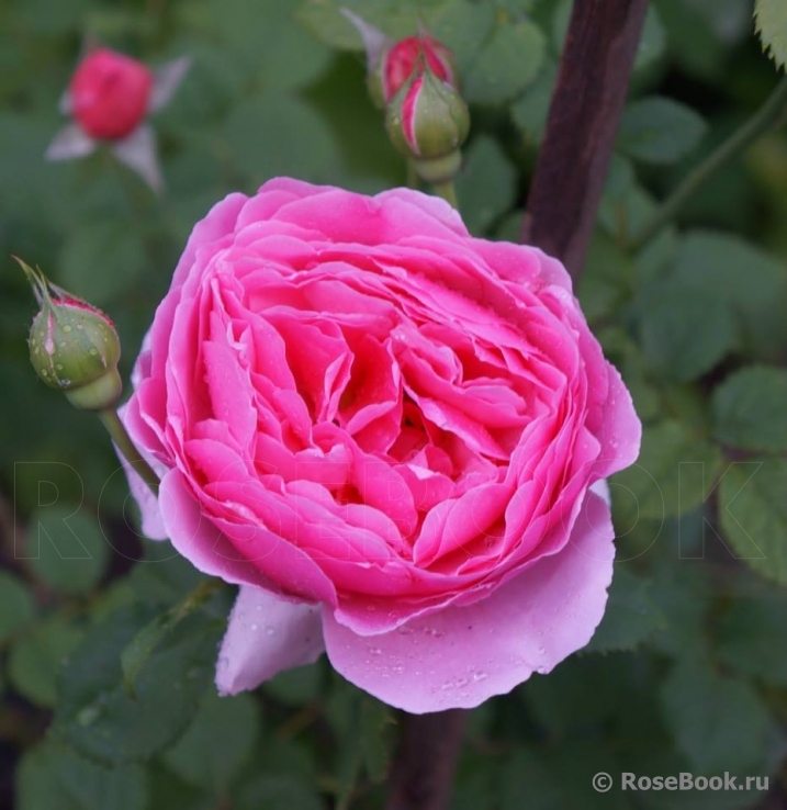 Princess Alexandra of Kent 