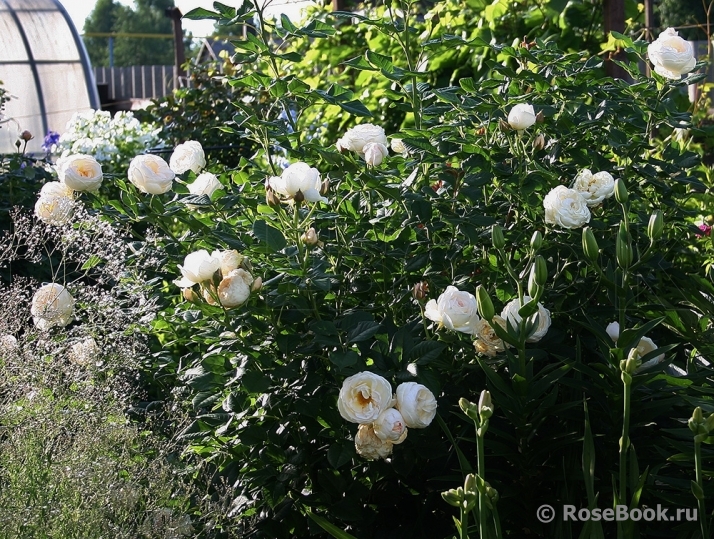 Uetersener Klosterrose
