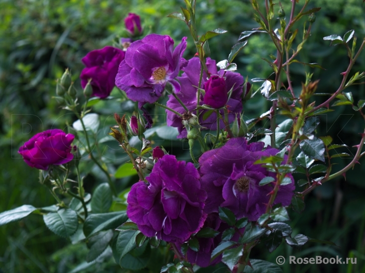 Rhapsody in Blue 