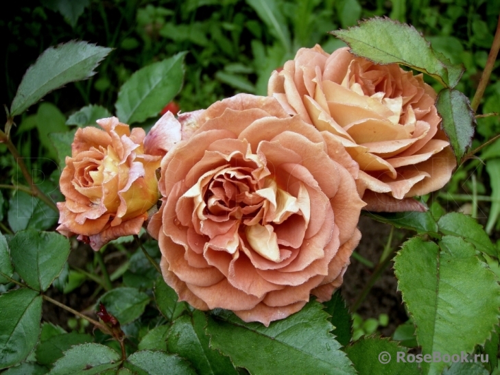 Iris Webb' Rose Photo Rose, Rose photos, Iris
