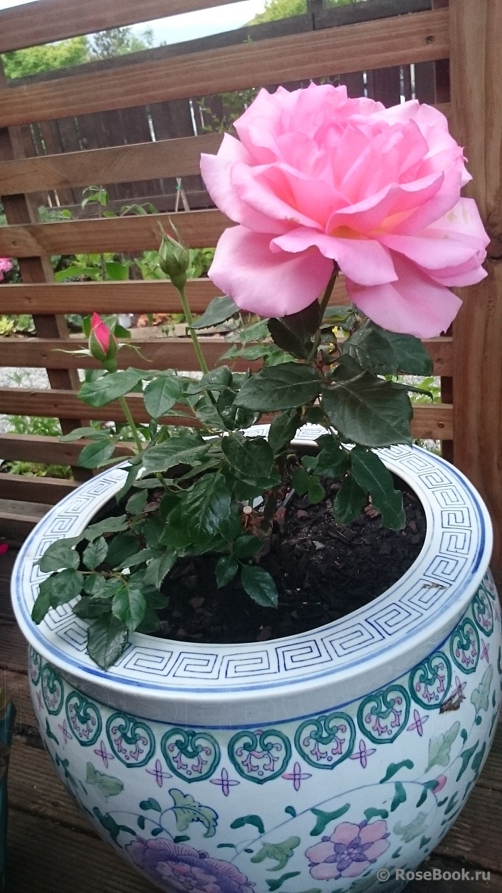 Lovely Lady