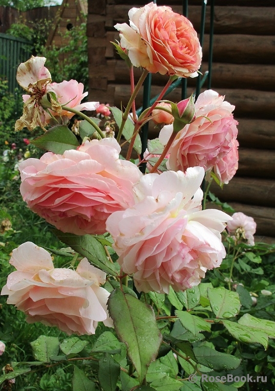 A Shropshire Lad