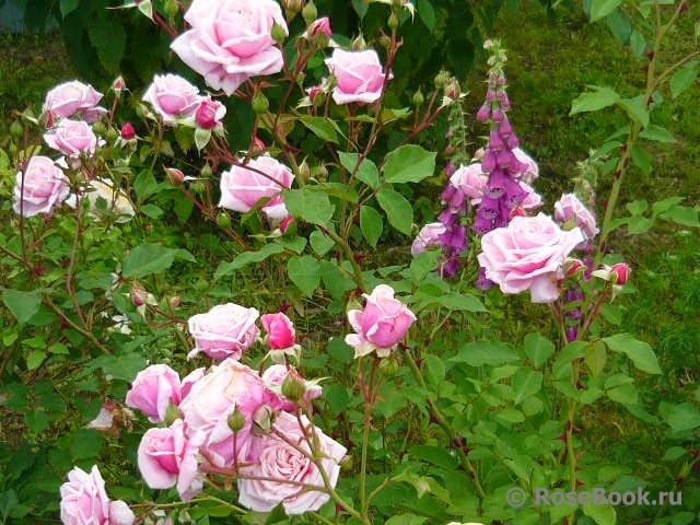 Blossomtime