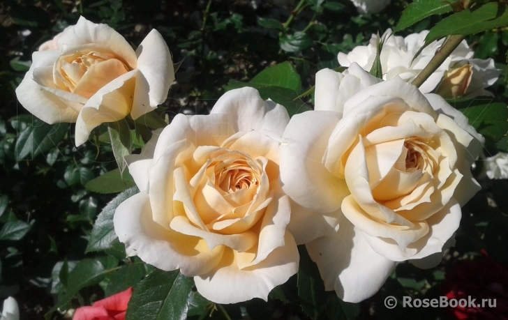 Lions Rose