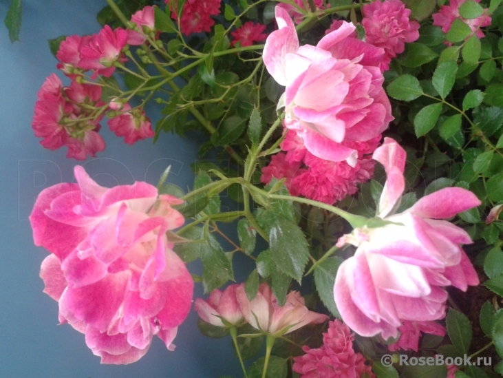 Fuchsia Meillandecor 