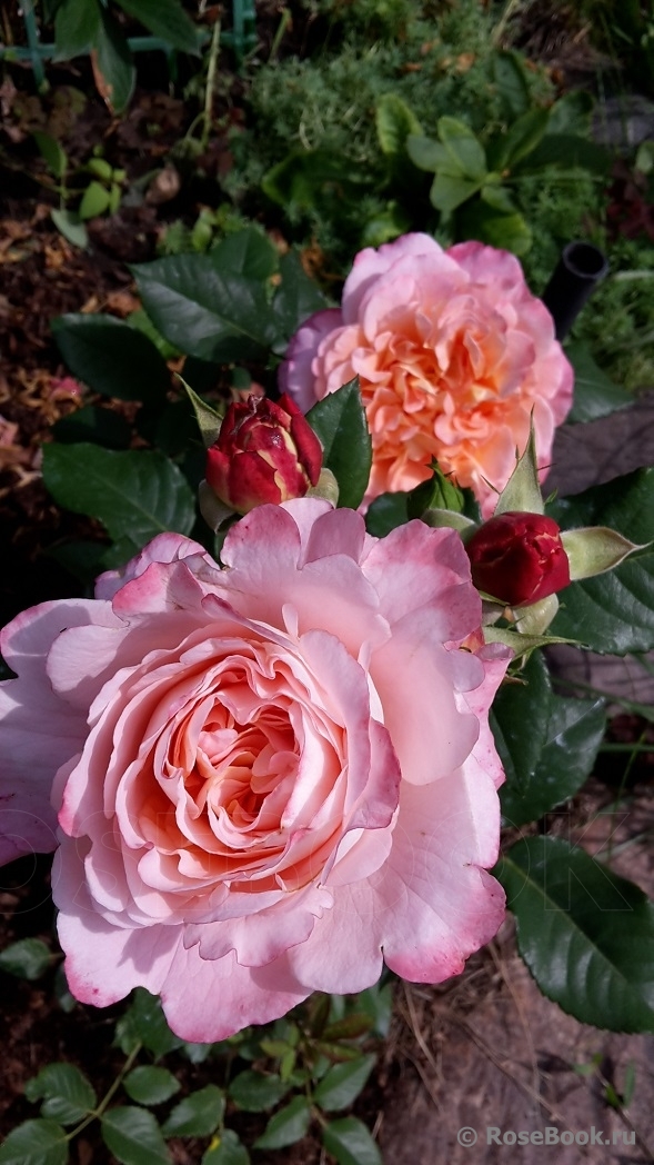 Augusta Luise
