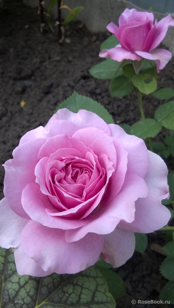 Lavender Ice