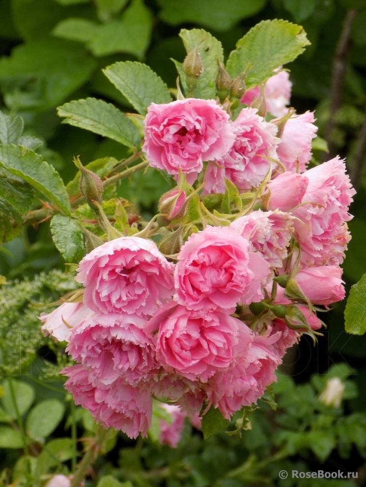 Pink Grootendorst
