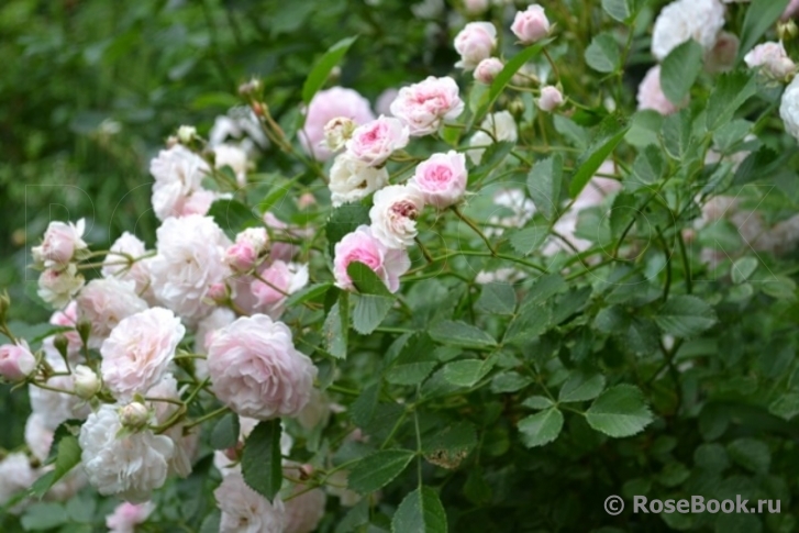 Pink Prosperity