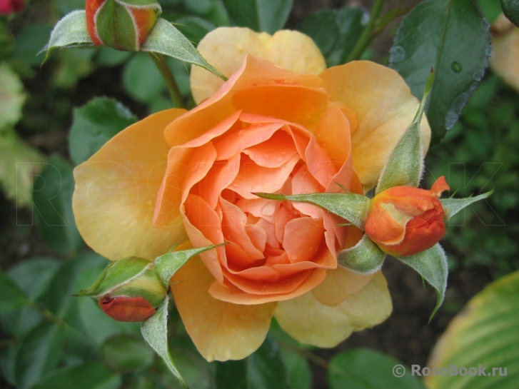 Amber Queen