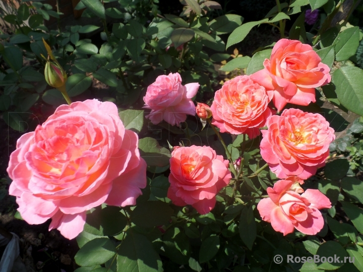 Comtesse de Provence®
