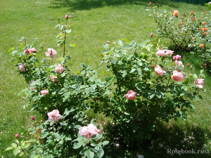The Alnwick Rose