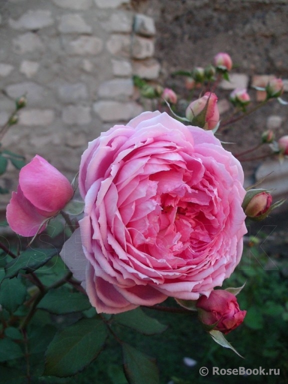 Alan Titchmarsh